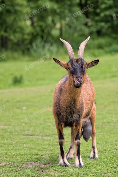 Preview: Goat in a clearing