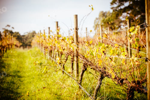 Preview: Yarra Valley Vineyard in Australia