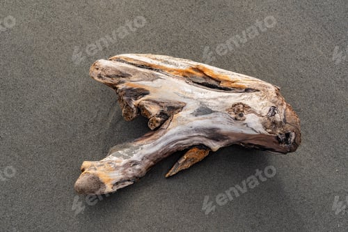 Preview: Amazing shaped snag on the sand