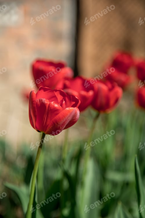 Preview: red tulips in the garden
