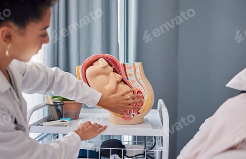 Preview: Model of pregnant woman womb or baby in stomach by doctor teaching or explaining at the hospital. F