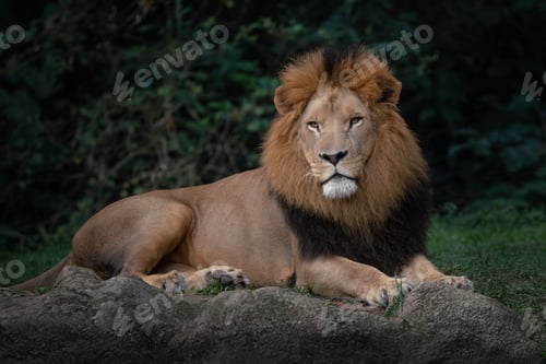 Preview: Male Lion with beautiful mane (Panthera leo)