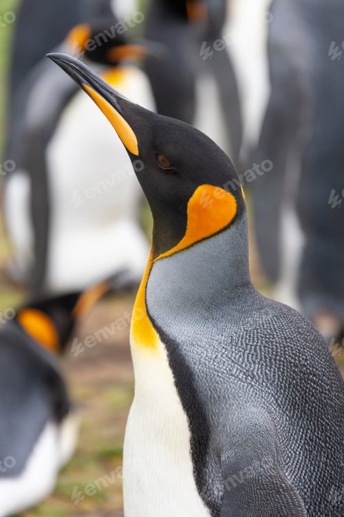 Preview: King Penguins - Falkland Islands