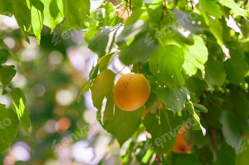 Preview: Apricots on apricot tree Summer fruits Ripe apricots on a tree branch