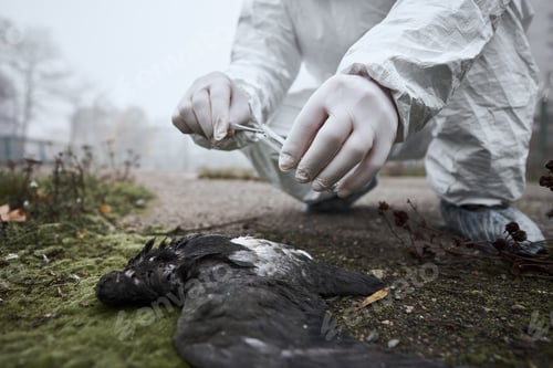Preview: Scientist taking dead pigeon feather in test tube.