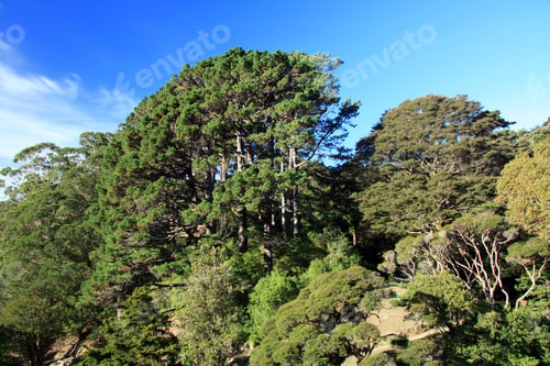 Preview: Botanical Gardens, Wellington, New Zealand