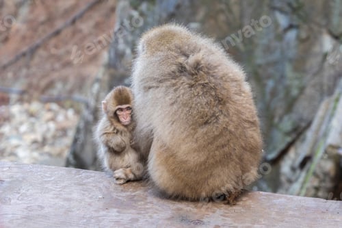 Preview: A Japanese snow monkey or Macaque with onsen in Monkey Park, Nagano , Japan. Wildlife animal.