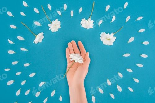 Preview: top view of cropped hand with daisy isolated on blue