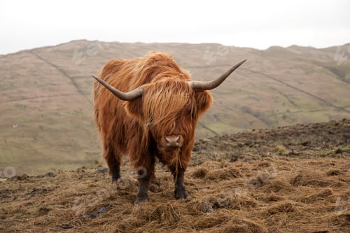 Preview: Selective focus shot of a brown Scottish highland cattle