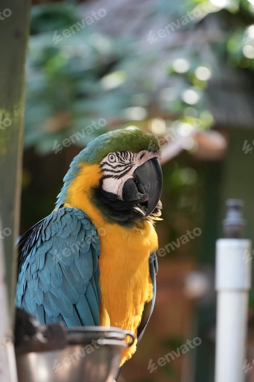 Preview: Selective focus shot of the blue and yellow macaw