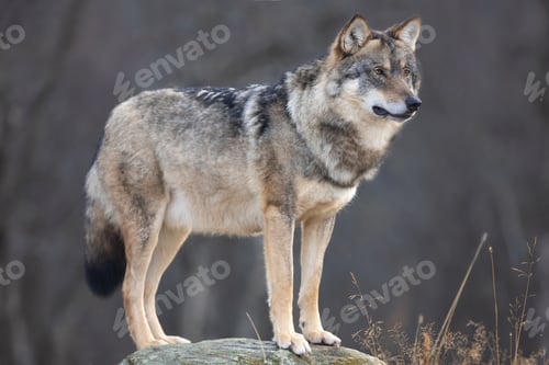Preview: Large male grey wolf standing on a rock in the forest