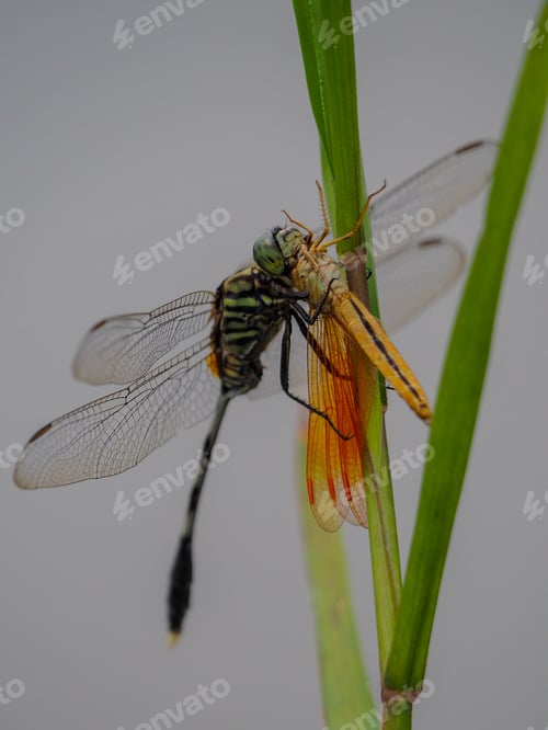 Preview: dragon fly eat dragon fly