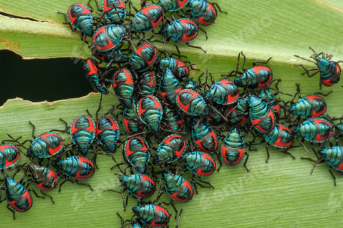 Preview: baby's insect