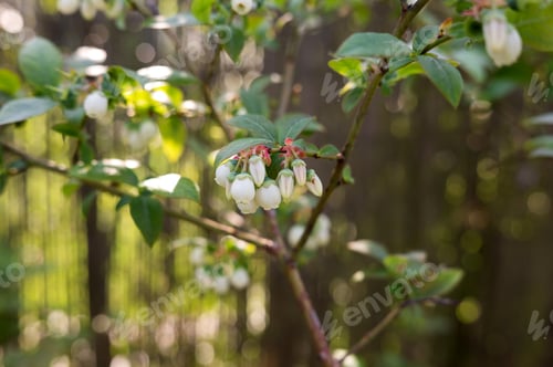 Preview: Close-up of blueberry bush with white blossoms in sunlit garden