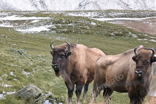 Preview: Bison grazing on a snowy mountain landscape.