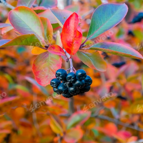 Preview: bright autumn background leaves and fruits of chokeberry Bush