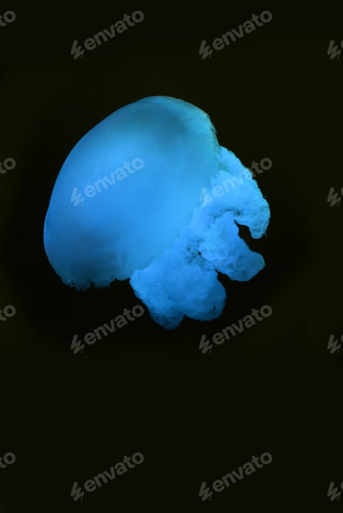 Preview: Blue blubber jellyfish with blue neon light on black background