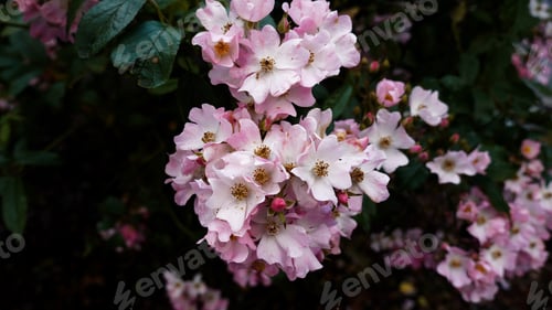 Preview: Macro shot of pink Rosa Ballerina blowing in the wind