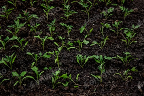 Preview: Young seedlings in the ground for reproduction. Plant seedlings