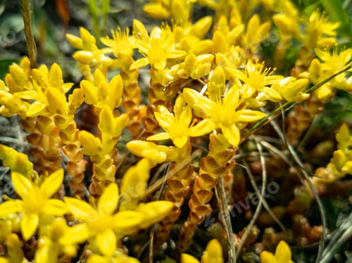 Preview: Yellow field flowers. Beautiful natural background with selective focus.
