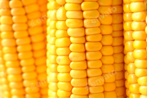 Preview: details shot of Sweet corns on table