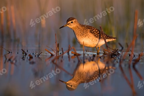 Preview: Wood sandpiper wading in a shallow water in wetland with reflection on surface