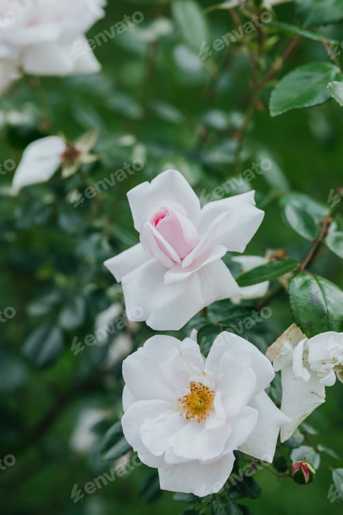 Preview: Beautiful white roses blooming in a lush garden during the spring season