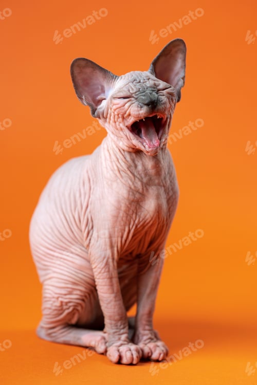 Preview: Young female Canadian Sphynx Cat of blue mink and white color sits on orange background and yawns