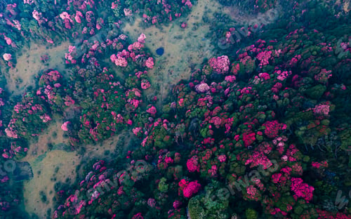 Preview: blossom rhenodendren flower in Tinjure hill
