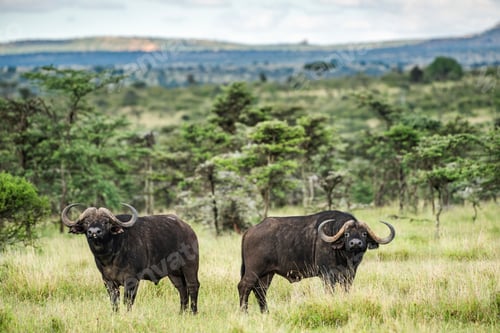 Preview: African Buffalo (Syncerus caffer aka Cape Buffalo) at El Karama Ranch, Laikipia County, Kenya