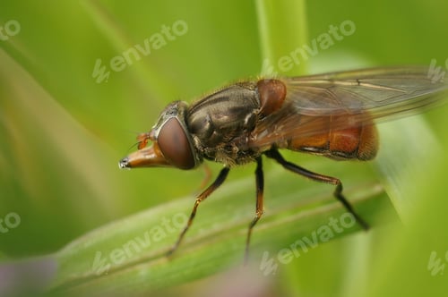 Preview: Closeup on a red common snoutfly, Rhingia campestris sitting on a green common ivy leaf in garden