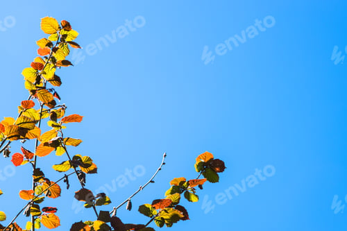 Preview: colorful twigs of tree and copyspace with blue sky