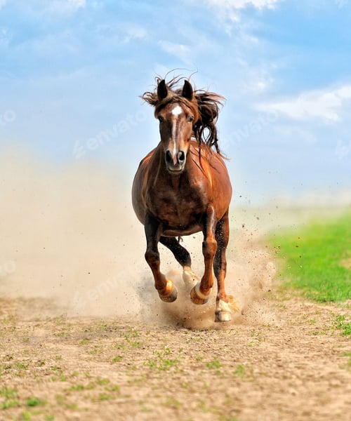 Preview: horse, mare, wilderness, stallion
