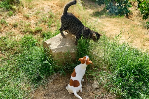 Preview: Jack Russell terrier puppy playing with tabby cat outdoor.