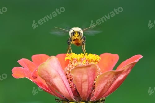 Preview: Bee perched on a flower, then in flight.
