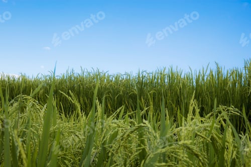 Preview: Ears of rice with blue sky