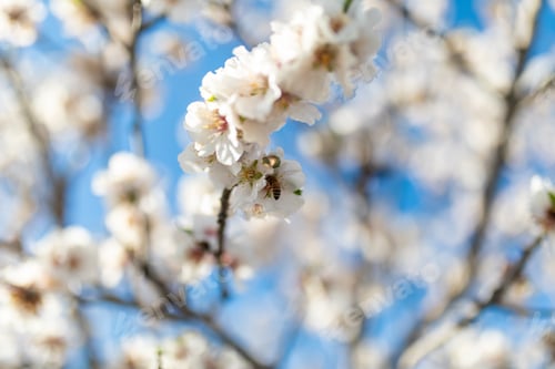 Preview: A Bee Flying Inside The Branches Of An Almond Tree