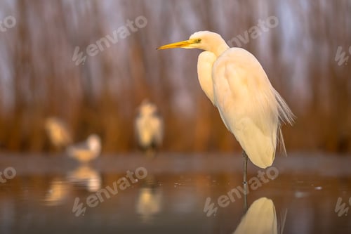 Preview: Great white Egret at sunrise