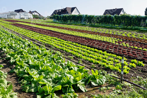 Preview: Leafy vegetable farm with houses and greenhouses in the background
