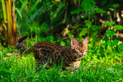 Preview: Beautiful young bengal cat in the garden