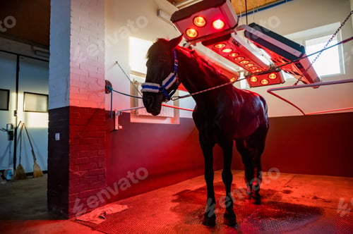 Preview: View of horse under light therapy in solarium