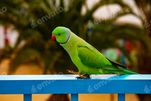 Preview: Rose-ringed parakeet perched atop a metal railing.