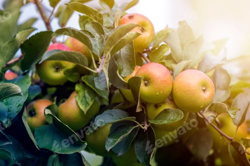 Preview: Close-up bunch of beautiful green apples with drops of dew hanging ripening on apple tree