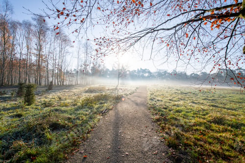 Preview: Tranquil morning walk on a foggy path through the forest