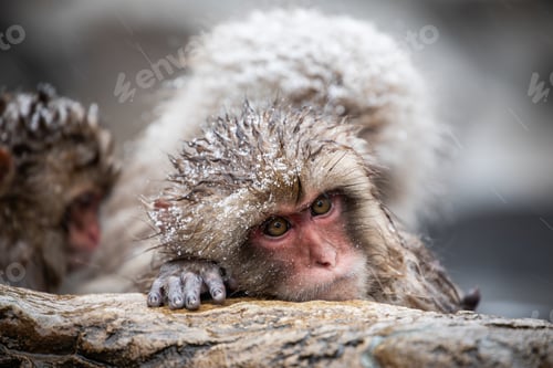 Preview: Snow monkey