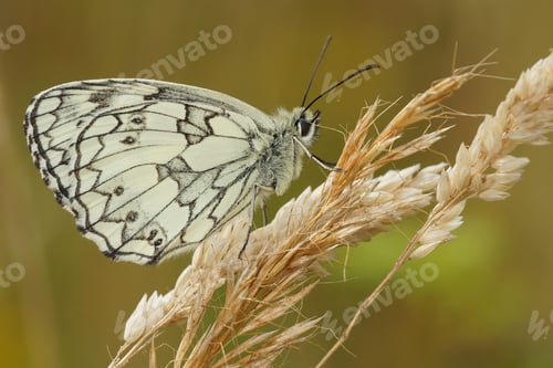 Preview: Closeup of a Marbled white butterfly with closed wings