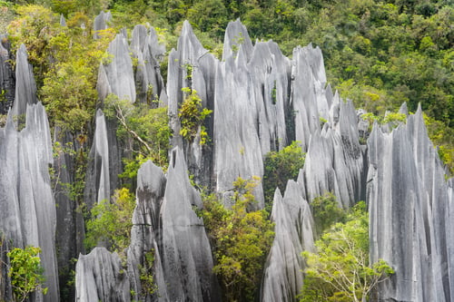 Preview: Pinnacles at Mulu National Park in Sarawak