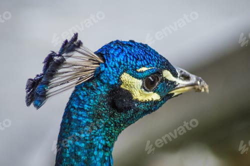 Preview: Closeup shot of a beautiful peacock head