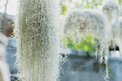 Preview: Close-up of Spanish Moss in Nature