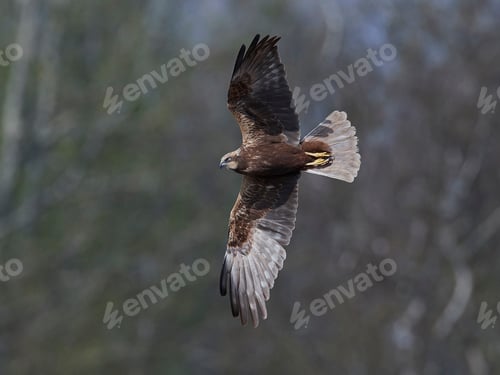 Preview: Western marsh harrier (Circus aeruginosus)